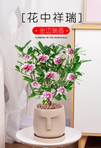 瑞香盆栽的养殖方法和注意事项有哪些