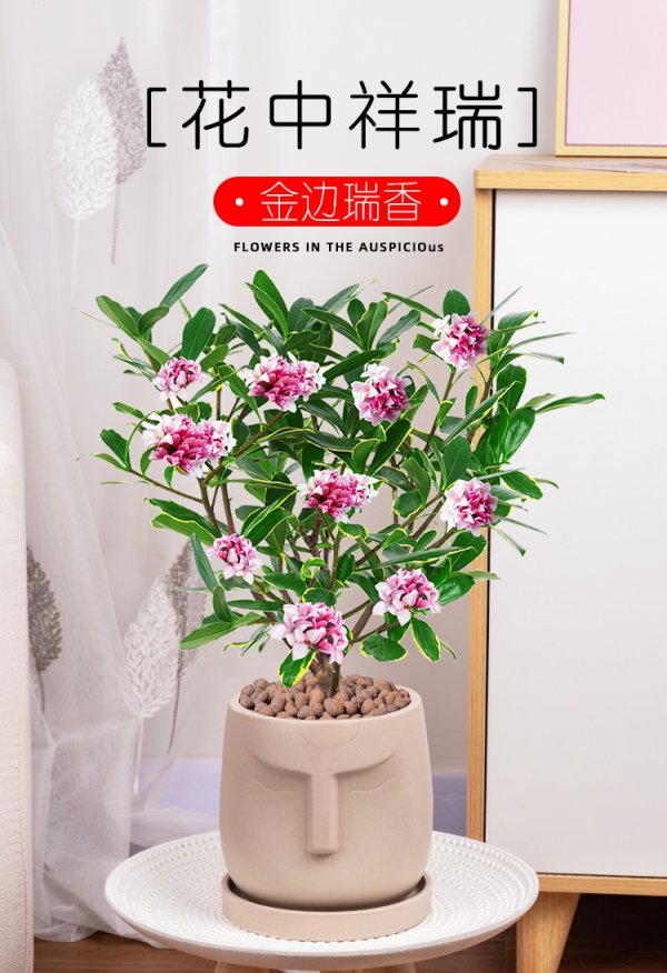 瑞香盆栽的养殖方法和注意事项有哪些