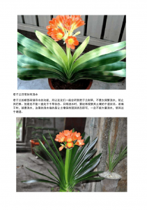 盆栽君子兰的养殖方法和注意事项有哪些