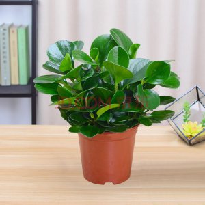 豆瓣绿用大盆还是小盆 选择使用豆瓣绿大盆还是小盆更好？