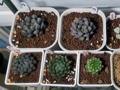 玉露用大盆还是小盆 选择使用大盆还是小盆泡玉露？