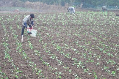 油菜施什么肥好 油菜应该施什么肥料？