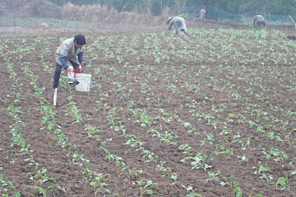 油菜施什么肥好