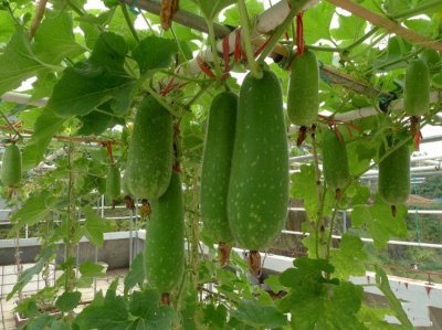 冬瓜施什么肥好 冬瓜应该施什么肥料？