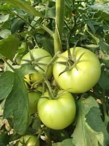 柿子是水果还是蔬菜 柿子属于水果还是蔬菜？
