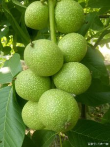 核桃是水果还是蔬菜 核桃究竟是水果还是蔬菜？