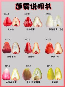 莲雾是水果还是蔬菜 莲雾是果实还是蔬菜？