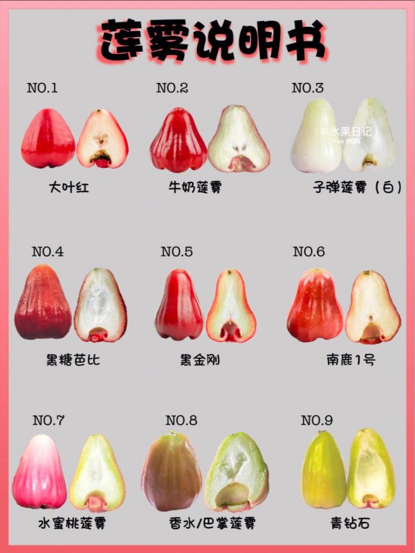 莲雾是水果还是蔬菜