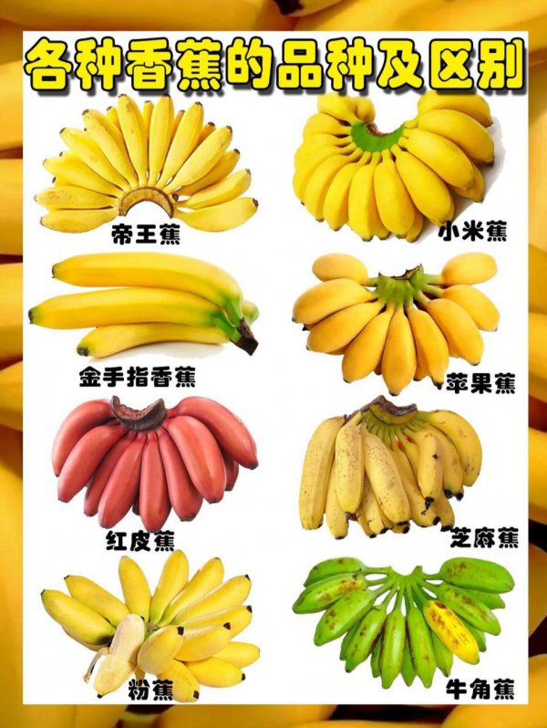 香蕉是水果还是蔬菜