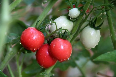樱桃番茄是水果还是蔬菜 樱桃番茄是水果还是蔬菜？果蔬之辨
