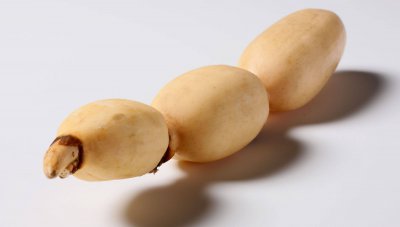 莲藕是水果还是蔬菜 莲藕是水果还是蔬菜？