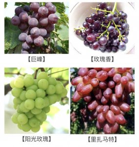 葡萄是水果还是蔬菜 葡萄属于水果还是蔬菜？