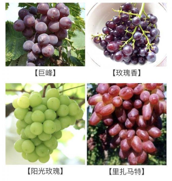葡萄是水果还是蔬菜