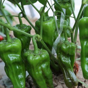 青椒是水果还是蔬菜 青椒属于水果还是蔬菜？