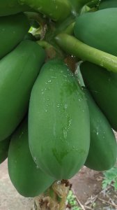 青木瓜是水果还是蔬菜 青木瓜是水果吗？