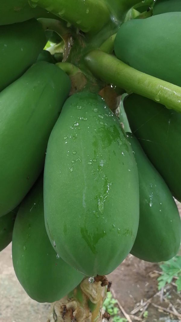 青木瓜是水果还是蔬菜