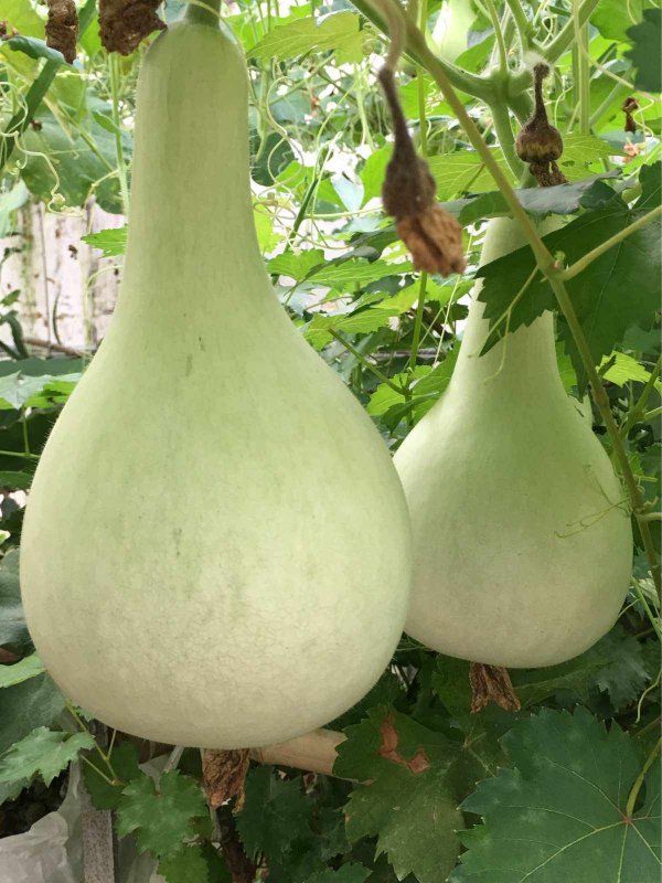 葫芦是水果还是蔬菜