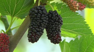 桑葚是水果还是蔬菜 桑葚是水果还是蔬菜？揭秘桑葚的分类