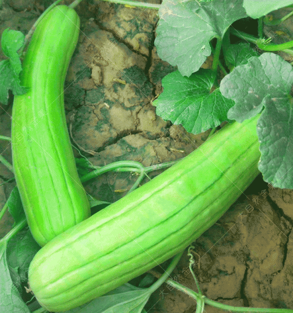 菜瓜是水果还是蔬菜