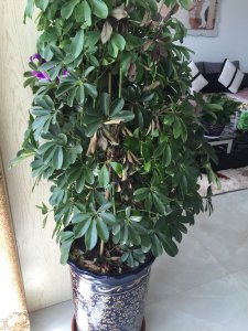 招财佛手的养殖方法和注意事项有哪些