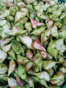 菱角是水果还是蔬菜 菱角属于水果还是蔬菜？