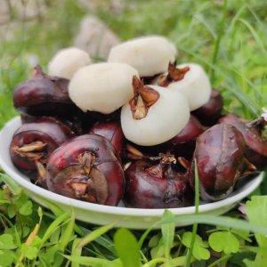 荸荠是水果还是蔬菜 荸荠属于水果还是蔬菜？