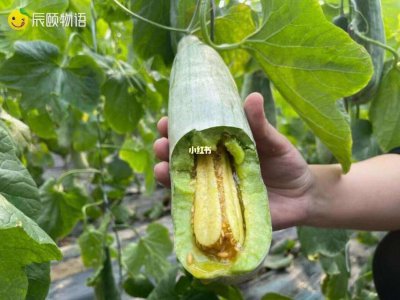 羊角蜜是水果还是蔬菜 羊角蜜究竟是属于水果还是蔬菜？