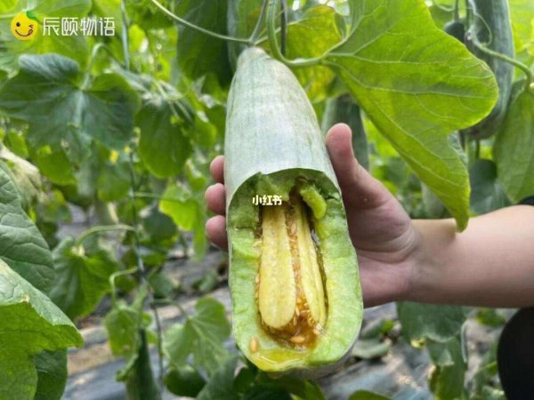 羊角蜜是水果还是蔬菜