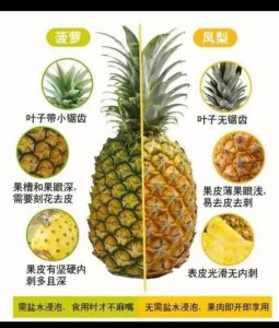 菠萝是水果还是蔬菜 菠萝究竟是一种果还是蔬？