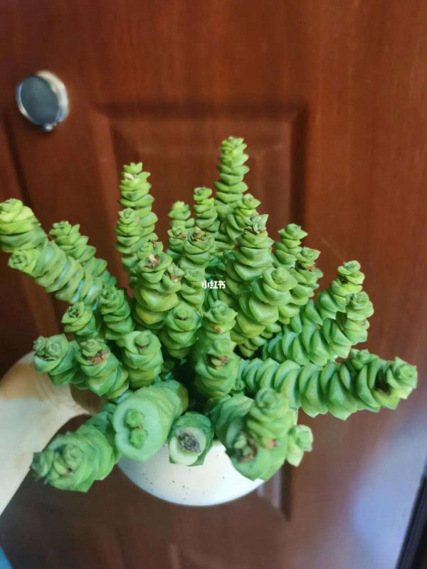 多肉钱串怎么繁殖方法和注意事项
