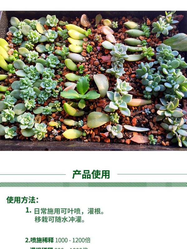 多肉花肥制作与使用方法