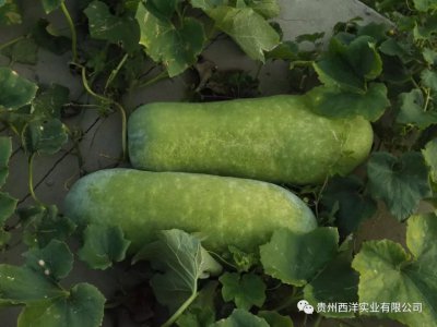 冬瓜底肥放什么肥好 底肥施用方法