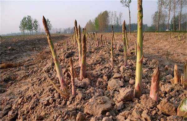 芦笋怎么繁殖方法和注意事项