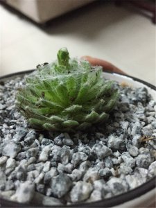 蛛丝卷绢怎么爆盆 如何让蛛丝卷绢（BAO-PO）盆？