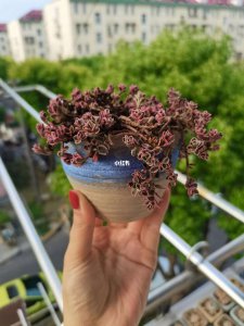 小球玫瑰怎么爆盆 小球玫瑰如何种植爆盆？