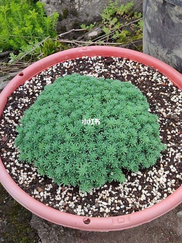 薄雪万年草怎么繁殖方法和注意事项