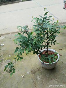 蓝莓怎么繁殖方法和注意事项 蓝莓种植技巧和繁殖注意事项