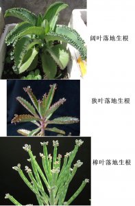 落地生根怎么繁殖方法和注意事项 落地生根繁殖技巧及要点