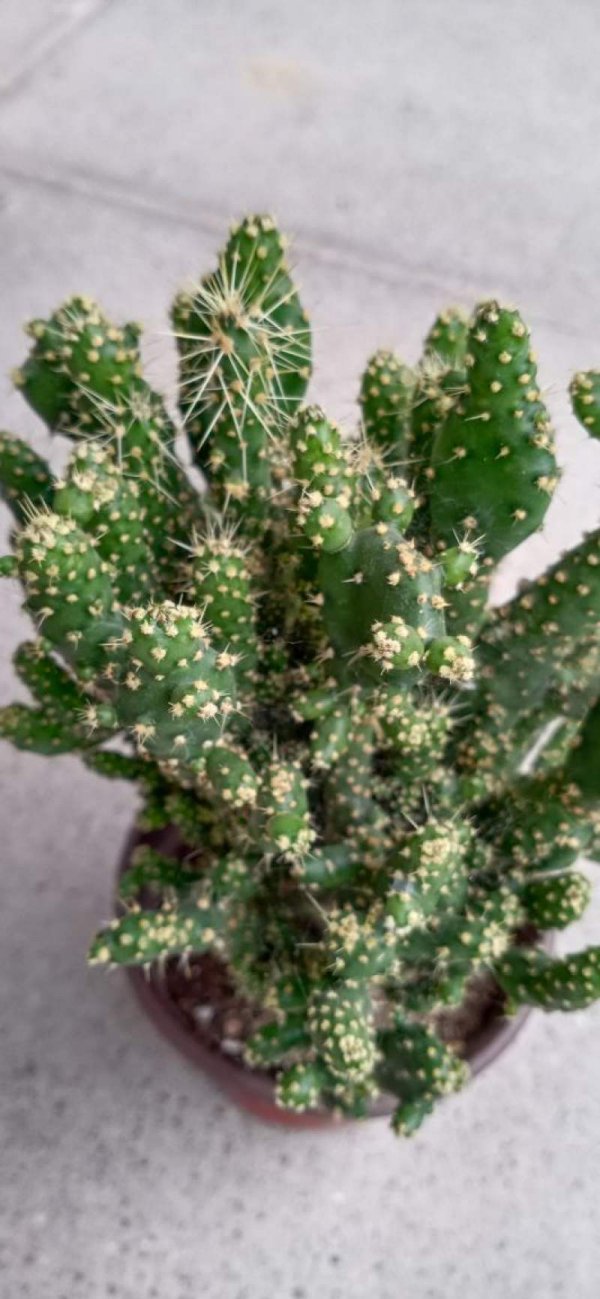 姬珊瑚仙人掌怎么繁殖方法和注意事项