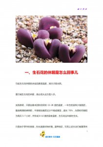 多肉生石花怎么繁殖方法和注意事项