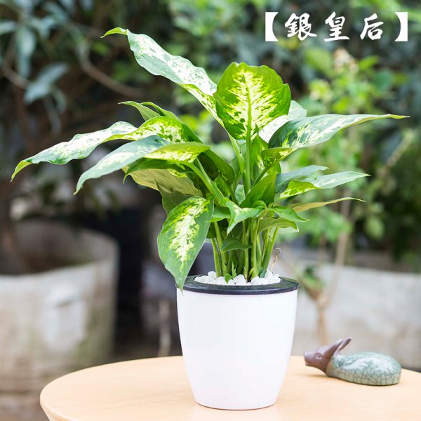 银皇后怎么繁殖方法和注意事项