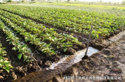 黑豆底肥放什么肥好 底肥施用方法