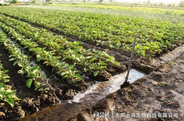 黑豆底肥放什么肥好