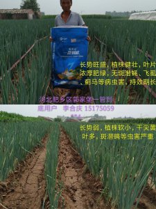 香葱底肥放什么肥好 底肥施用方法