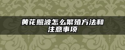 黄花照波怎么繁殖方法和注意事项 黄花照波的繁殖方法和注意事项