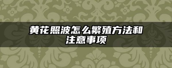 黄花照波怎么繁殖方法和注意事项