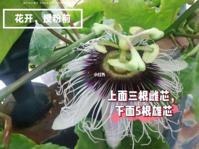 百香果怎么繁殖方法和注意事项 百香果的繁殖技巧和注意事项