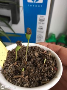 苹果怎么繁殖方法和注意事项 苹果繁殖技巧及注意事项