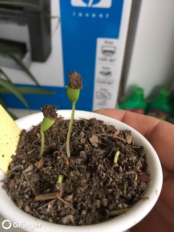 苹果怎么繁殖方法和注意事项