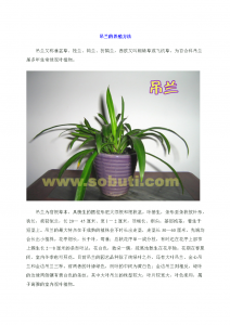 牡丹吊兰怎么繁殖方法和注意事项 牡丹吊兰繁殖技巧及注意事项